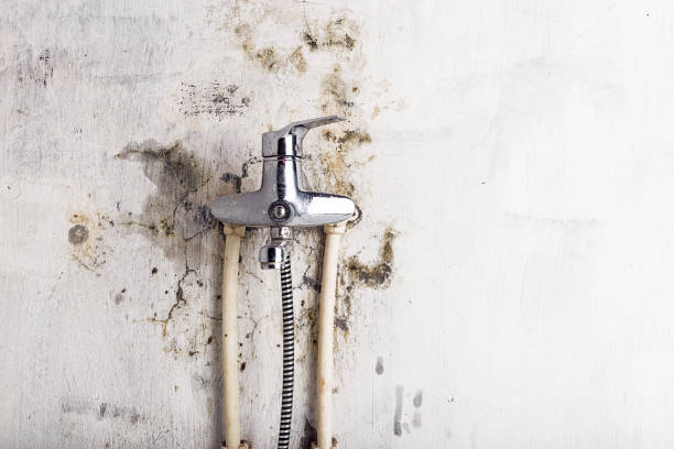 Best DIY Mold Remediation Support Services in Wenonah, NJ