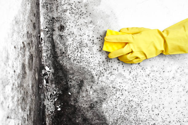 Best Crawl Space Mold Remediation in Wenonah, NJ