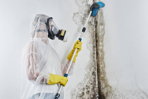 Best Preventive Mold Services in Wenonah, NJ