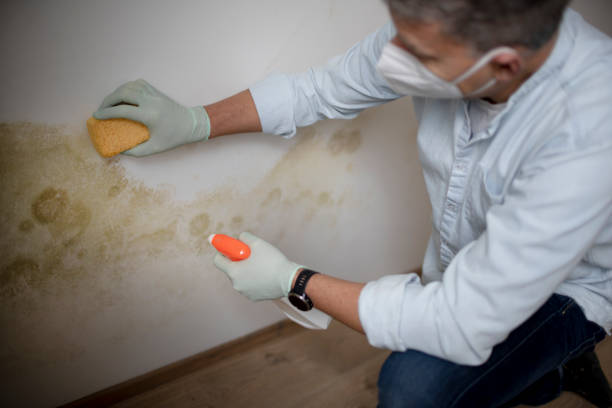 Professional Mold Remediation in Wenonah, NJ