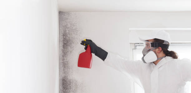 Best Black Mold Remediation in Wenonah, NJ
