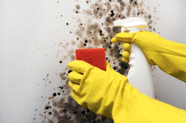 Best Kitchen Mold Remediation in Wenonah, NJ