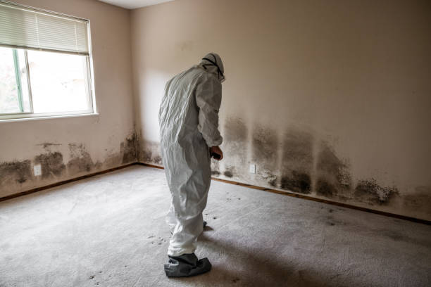 Best Mold Testing and Inspection Services in Wenonah, NJ